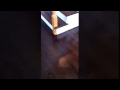 Hardwood floor refinishing Canada